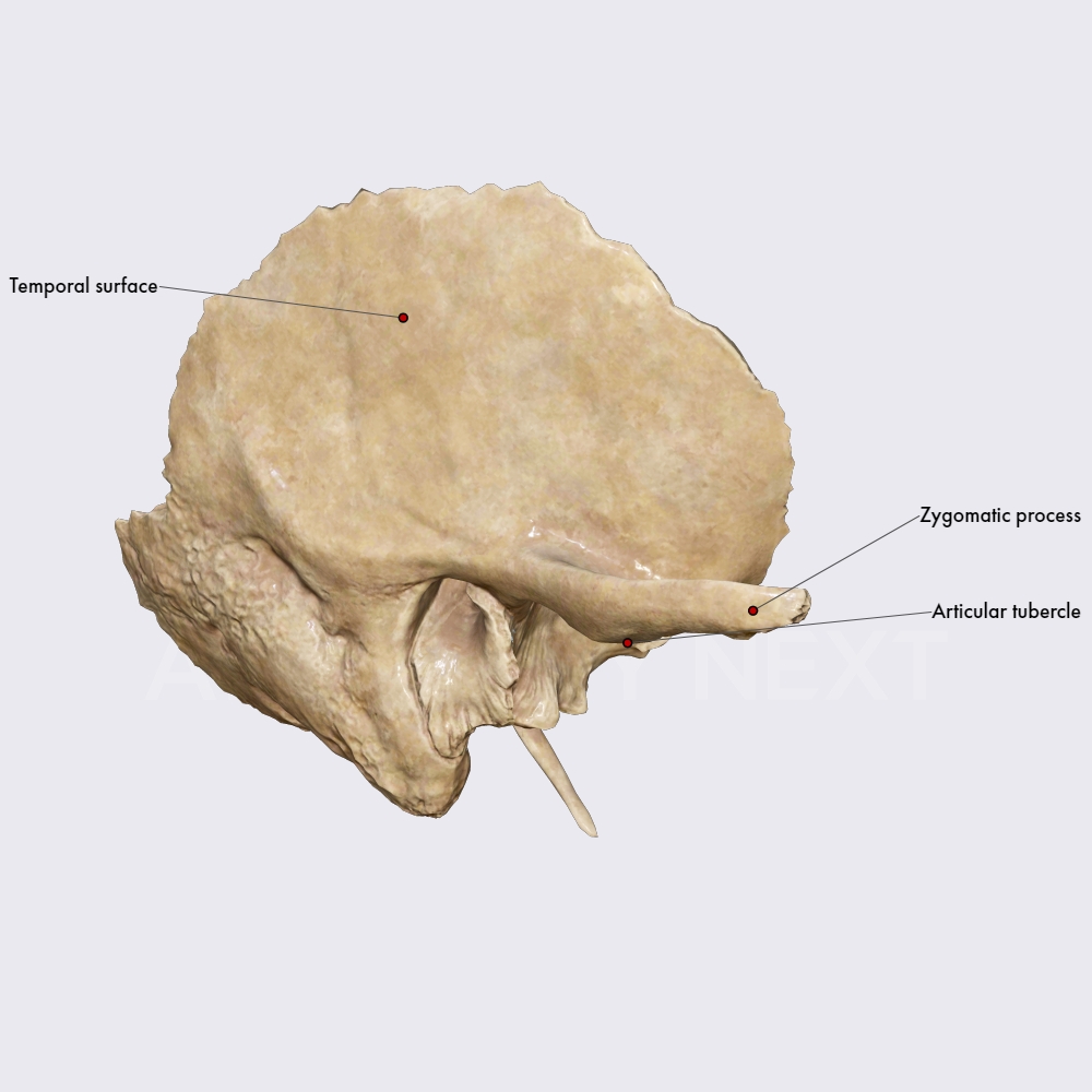 Squamous part of temporal bone